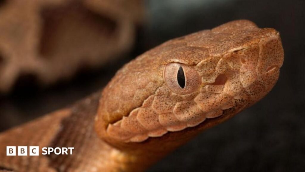 World Cup 2026: Snakes causing concern in training camps A copperhead snake