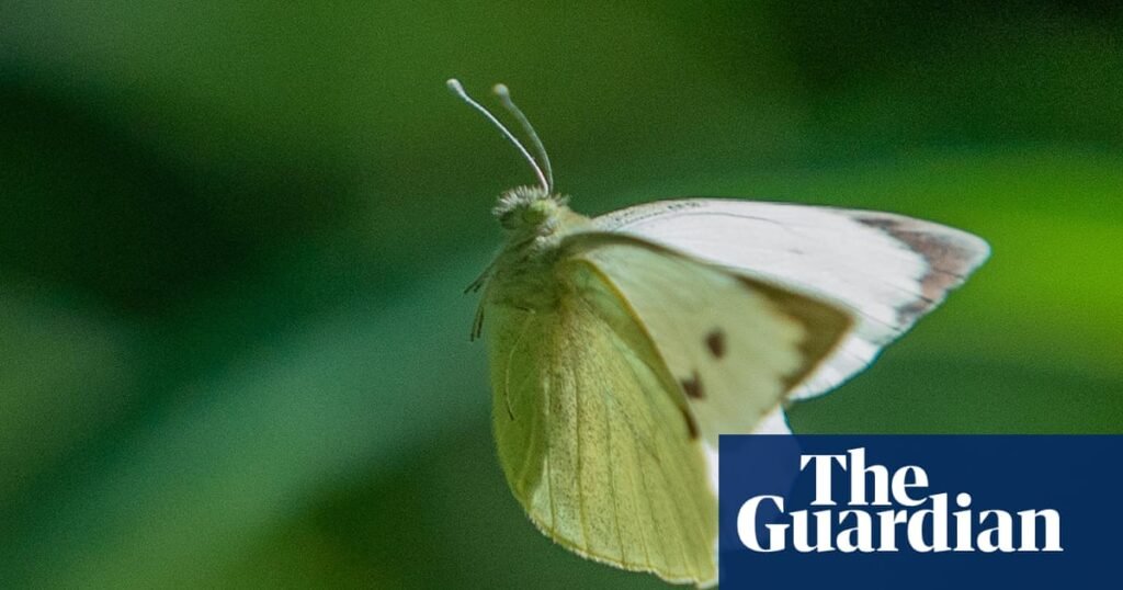 Country diary: Butterflies at the tennis? Now that’s what I call a winner | Butterflies Country diary: Butterflies at the tennis? Now that’s what I call a winner | Butterflies