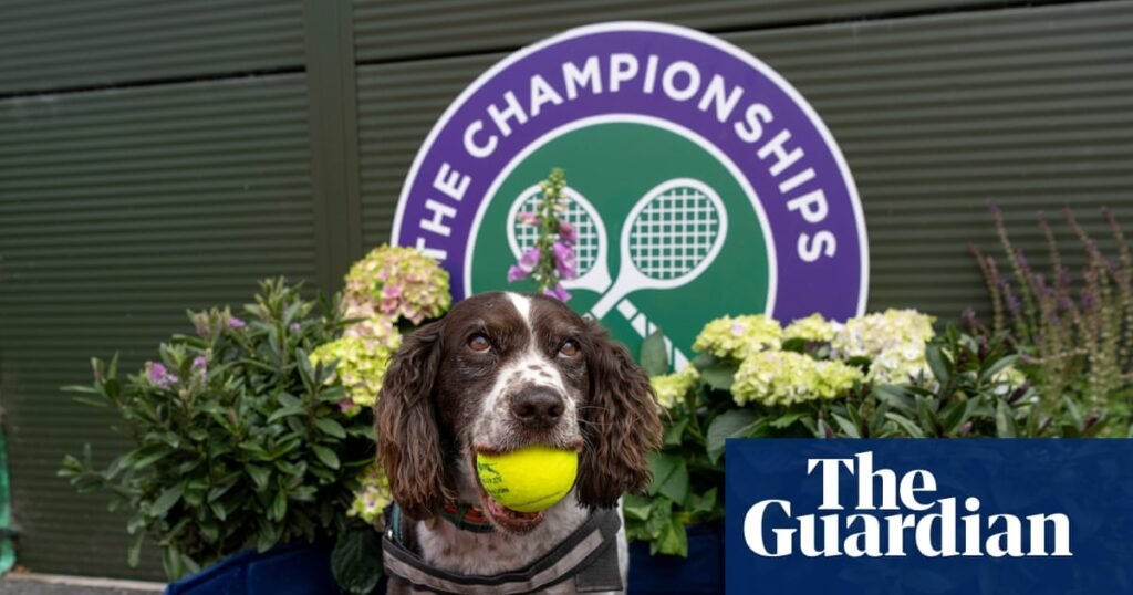 Wimbledon diary: Sabalenka’s dog plea, Rufus the Hawk and strawberry towels | Wimbledon 2026 Wimbledon diary: Sabalenka’s dog plea, Rufus the Hawk and strawberry towels | Wimbledon 2026