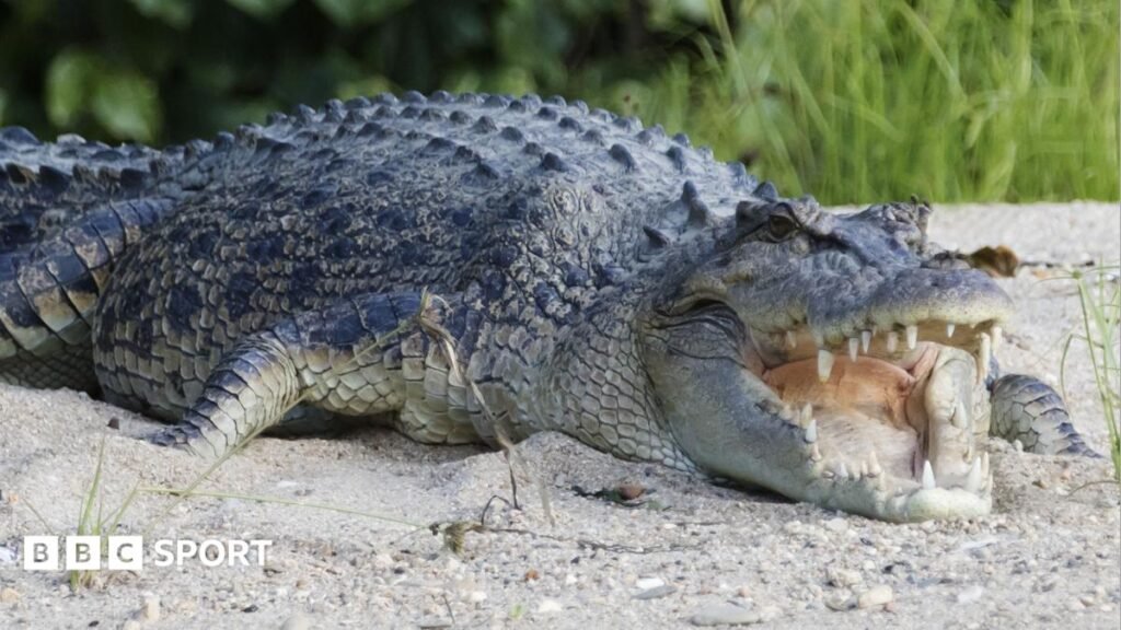 An Australian saltwater crocodile basks on a riverbank