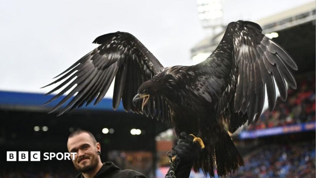Animal rights group Peta asks Crystal Palace to retire bald eagle mascot A black bald eagle, with its wings spread, on the arm of its male handler